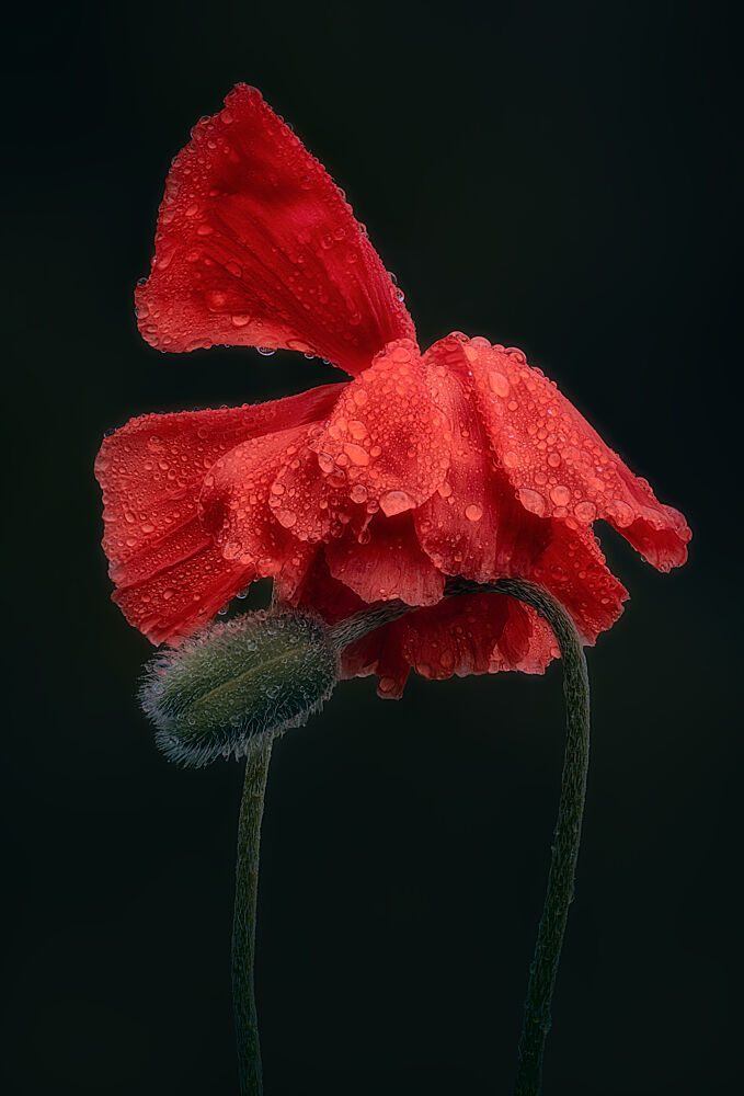 Red Poppy Dewdrops art print by Ben.C.L for $57.95 CAD