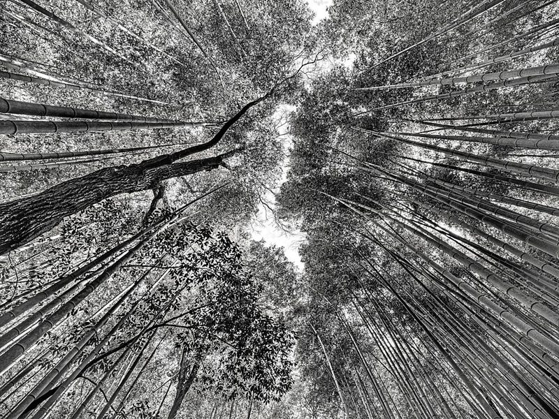 Tall Bamboo Canopy art print by Carlo Borgatelli for $57.95 CAD