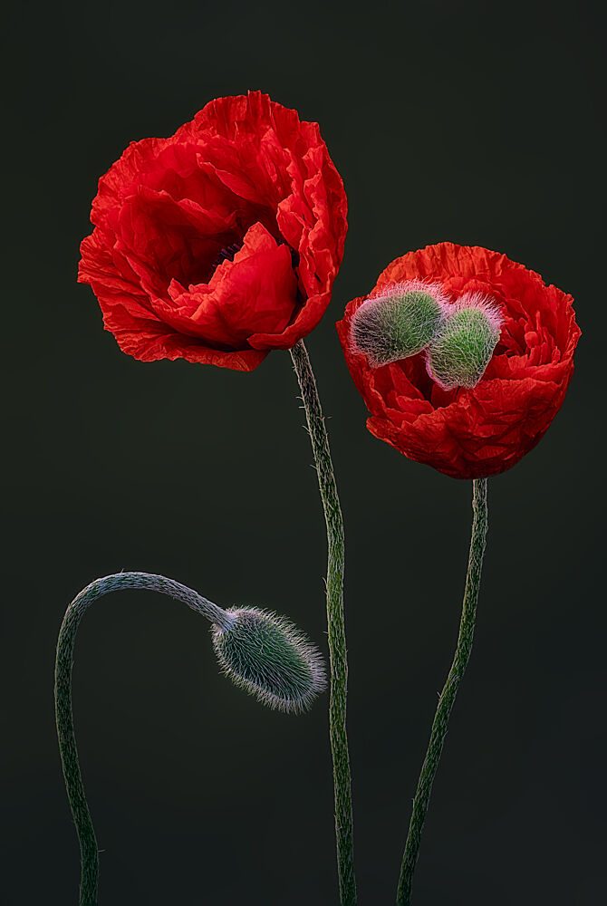 Vibrant Red Poppies art print by Ben.C.L for $57.95 CAD