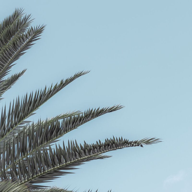 Serene Tropical Palm art print by Lynann Colligan for $57.95 CAD