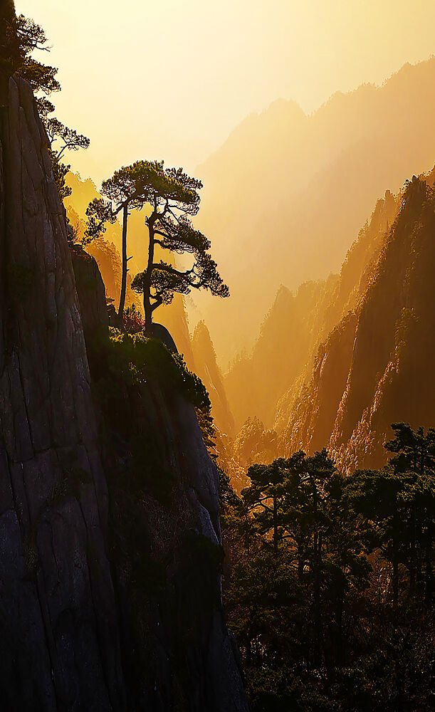Golden Mountain Pines art print by Yun Gong for $57.95 CAD