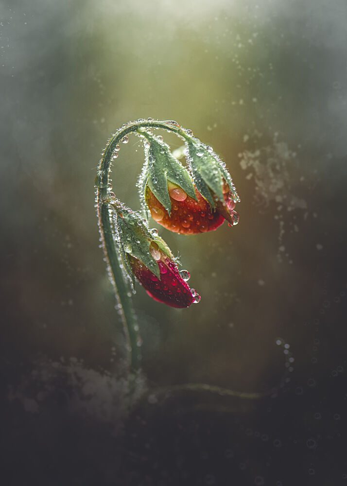 Glistening Flower Buds art print by Kristina Zvinakeviciute for $57.95 CAD