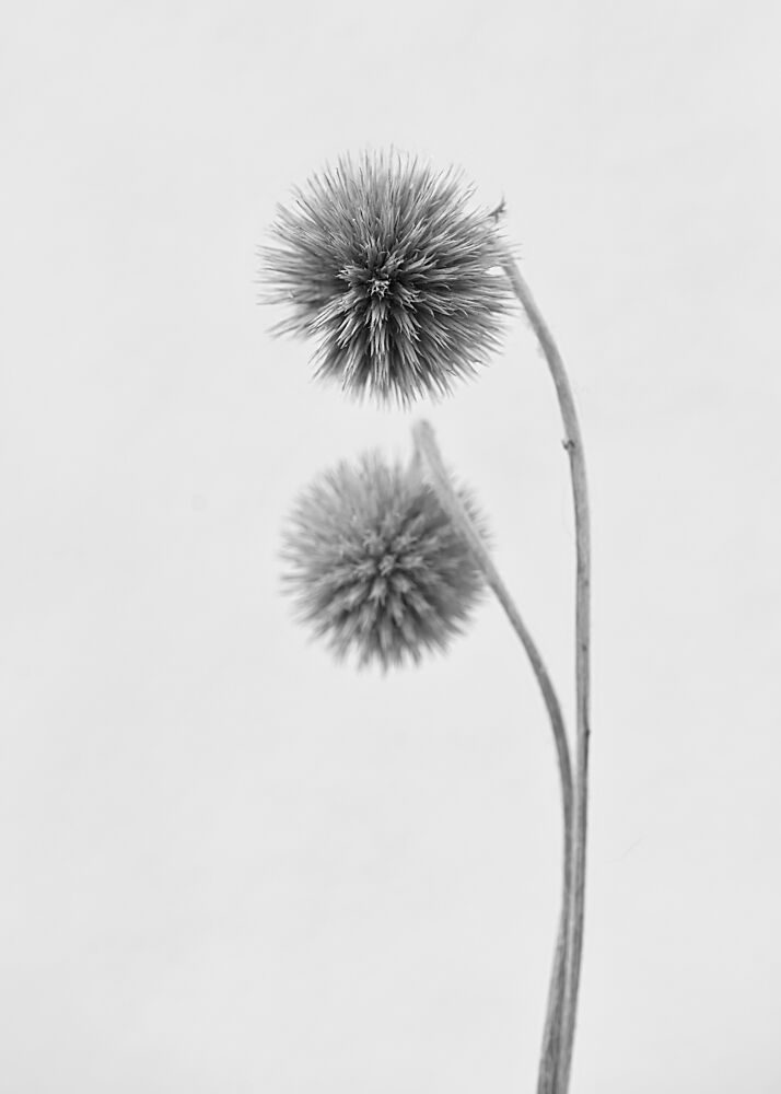 Soft Spiky Globes art print by Lotte Gronkjaer for $57.95 CAD
