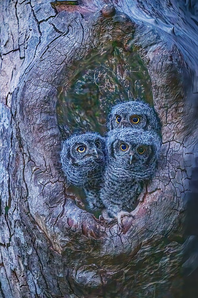 Baby Owls in Hollow art print by Lipinghu for $57.95 CAD