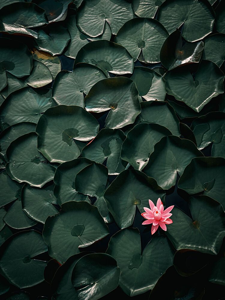 Pink Water Lily Bloom art print by N Nakama for $57.95 CAD
