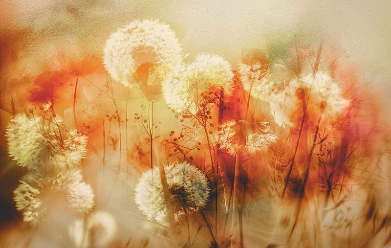 Golden Dandelion Dreams art print by Hilda van der Lee for $57.95 CAD