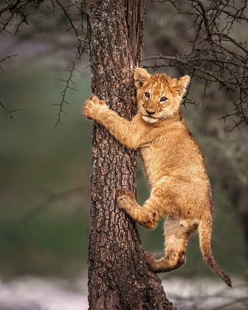 Playful Lion Cub Climbing art print by Ted Taylor for $57.95 CAD