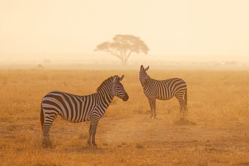 Misty Zebras Golden Light art print by Arunaasingh for $57.95 CAD