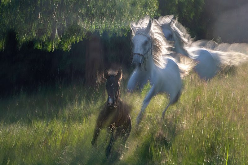 Running Wild Horses art print by Milan Malovrh for $57.95 CAD