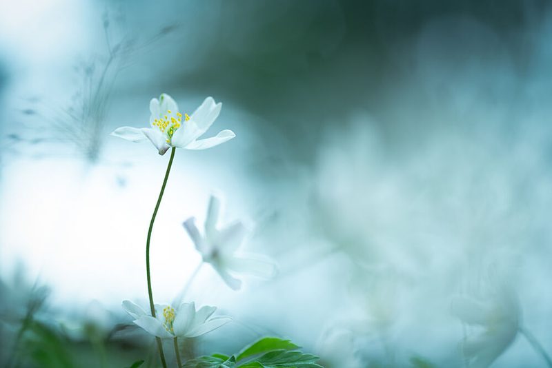 Stillness in Bloom art print by Nanda Bussers for $57.95 CAD