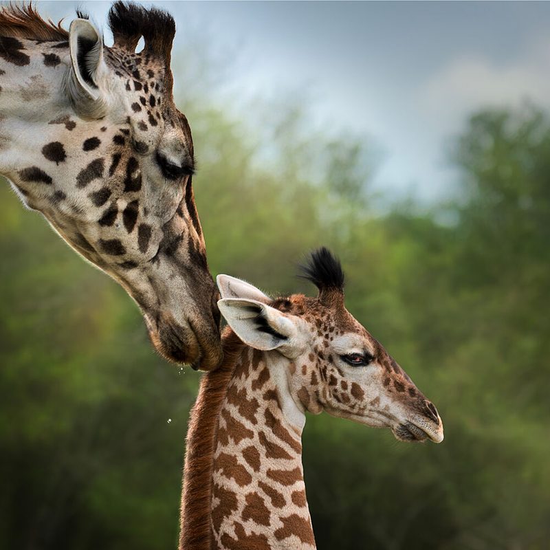 Mother Giraffe and Baby art print by Anita Singh for $57.95 CAD