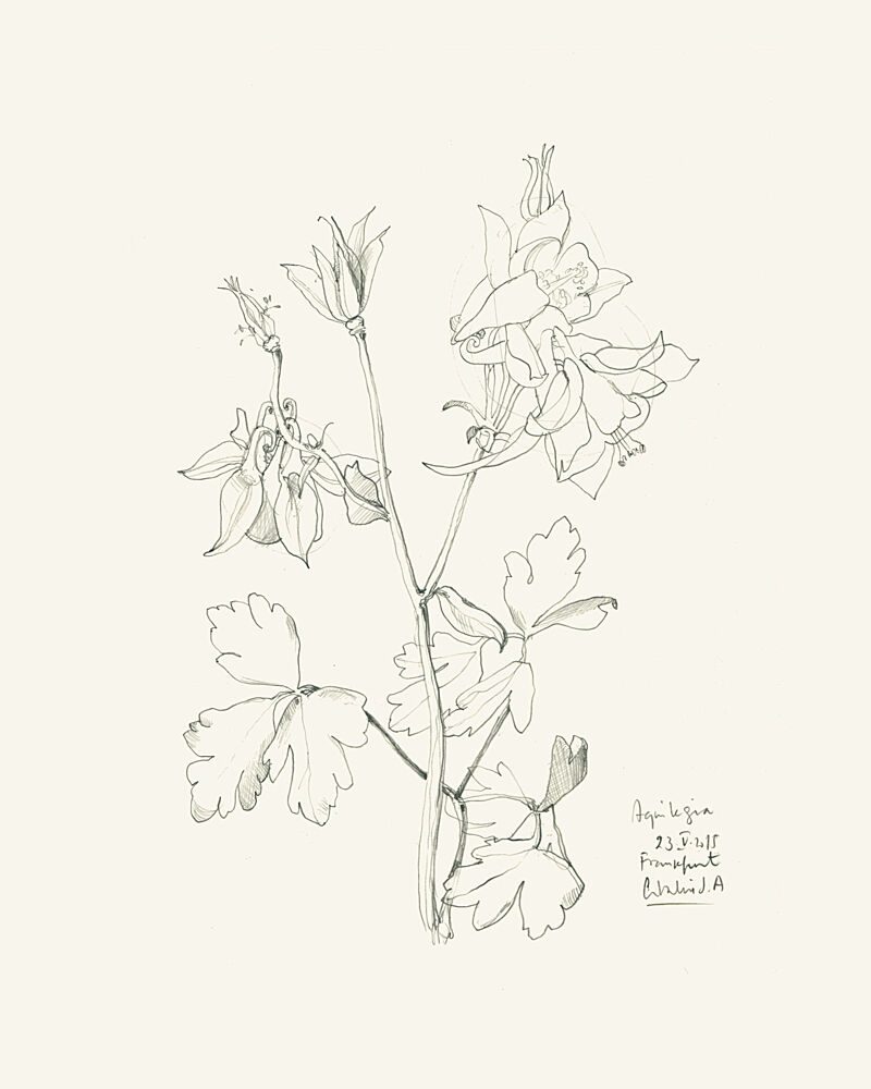 Botanical Columbine Drawing art print by Catalina Somolinos for $57.95 CAD