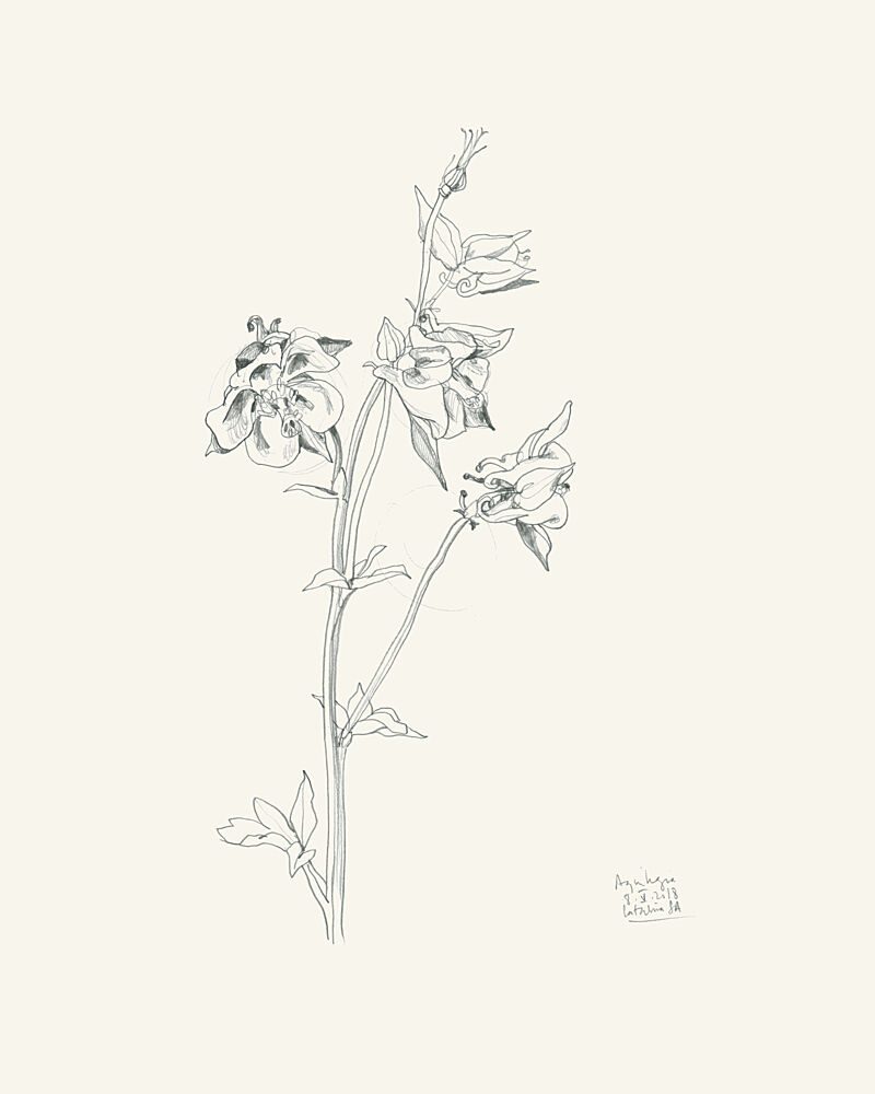 Columbine Flower Sketch art print by Catalina Somolinos for $57.95 CAD