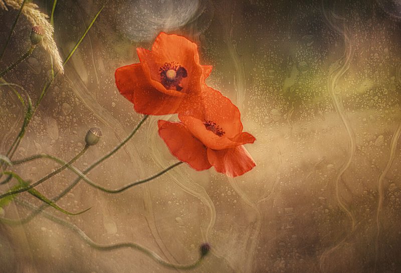 Dreamy Red Poppies art print by Jan van der Linden for $57.95 CAD