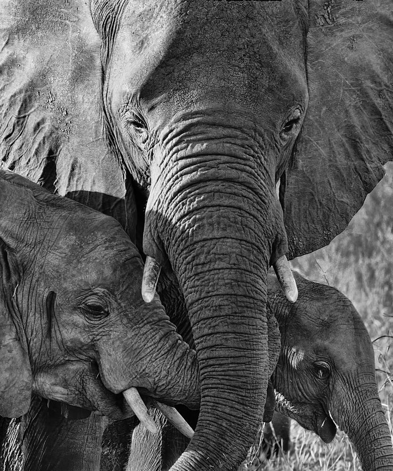 Elephant Family Bond art print by Louise Xie Apa for $57.95 CAD