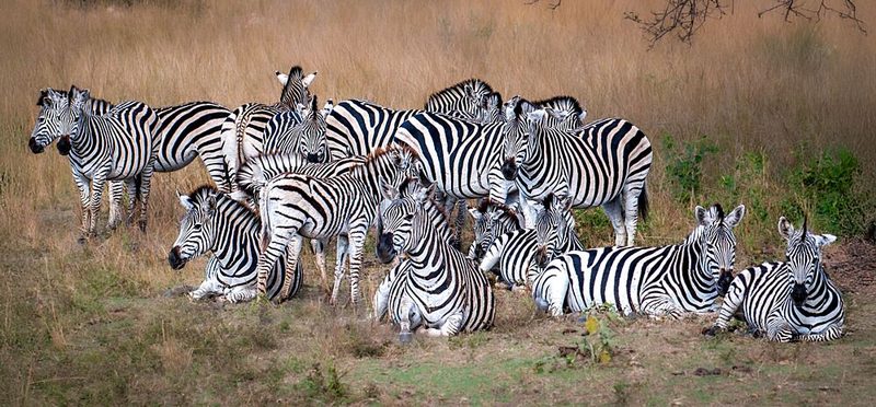 African Zebras at Rest art print by Sophie B for $57.95 CAD