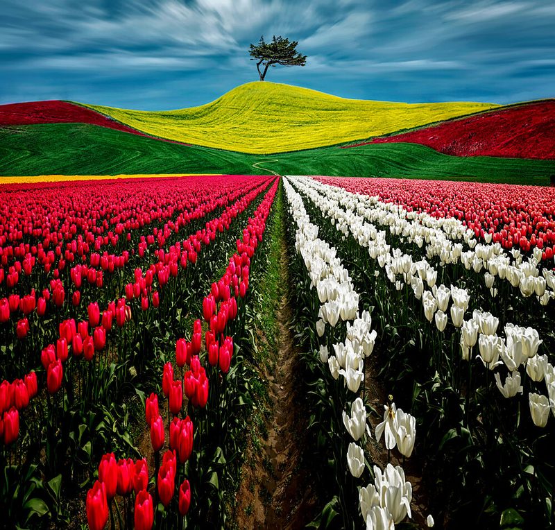 Vibrant Tulip Fields art print by Jiahong Zeng for $57.95 CAD