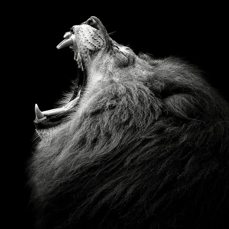 Majestic Roaring Lion art print by Christian Meermann for $57.95 CAD