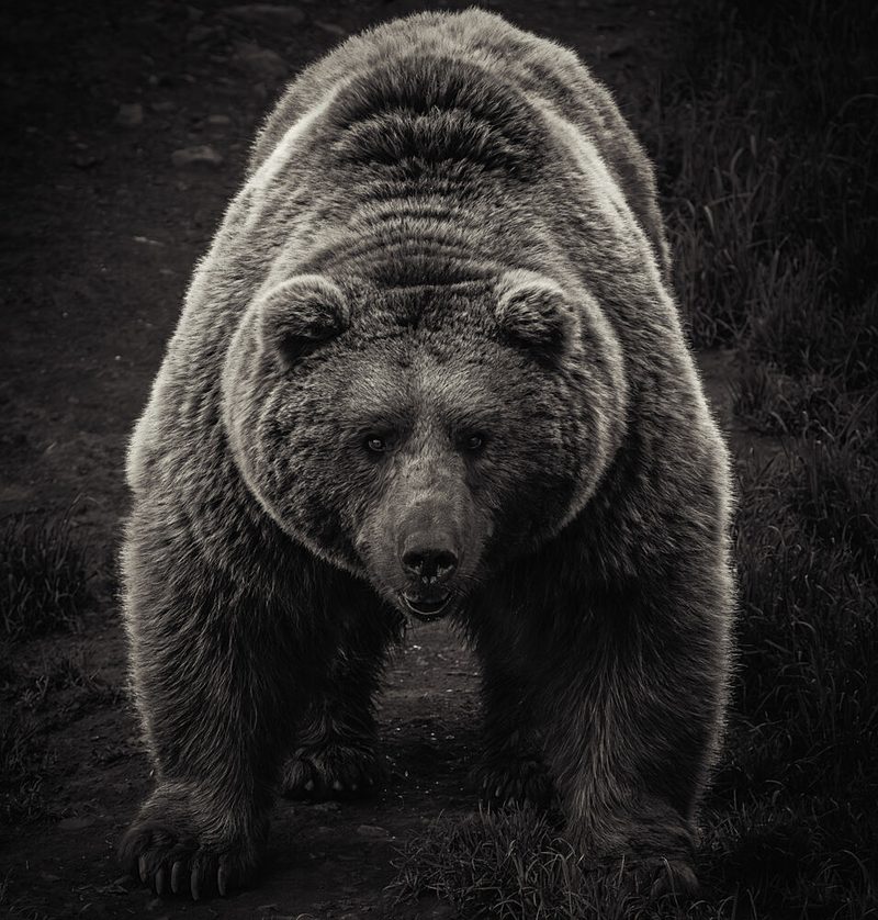 Powerful Grizzly Bear art print by Francesc Molina for $57.95 CAD