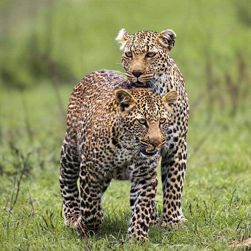 Wild Leopard Pair art print by Juan I. Cuadrado for $57.95 CAD