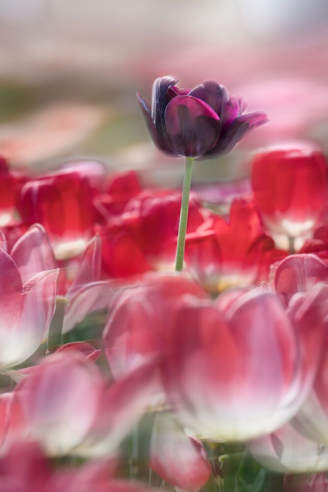 Dark Tulip Dream art print by Sonya Liu for $57.95 CAD