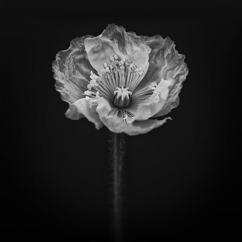 Ethereal White Poppy art print by Lotte Gronkjaer for $57.95 CAD