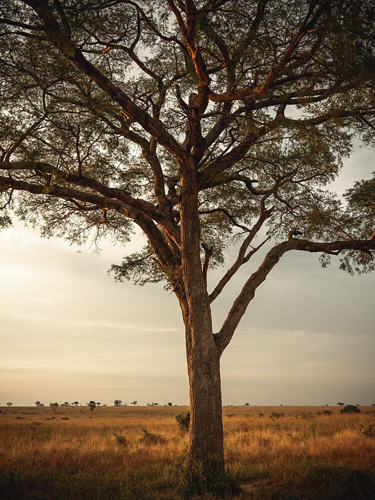 Golden Light Savanna Tree art print by Photolovers for $57.95 CAD