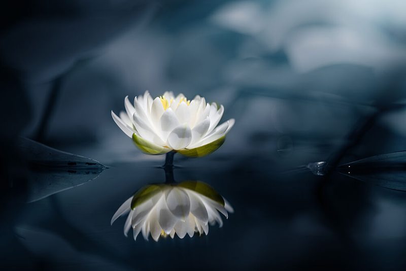 White Water Lily Reflection art print by Takashi Suzuki for $57.95 CAD