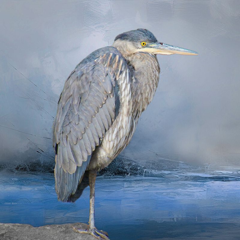 Great Blue Heron art print by Robert O Endres for $57.95 CAD