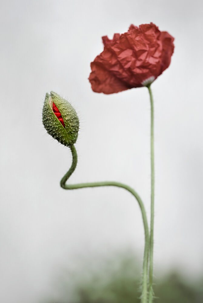 Poppy Budding Bloom art print by Lotte Gronkjaer for $57.95 CAD