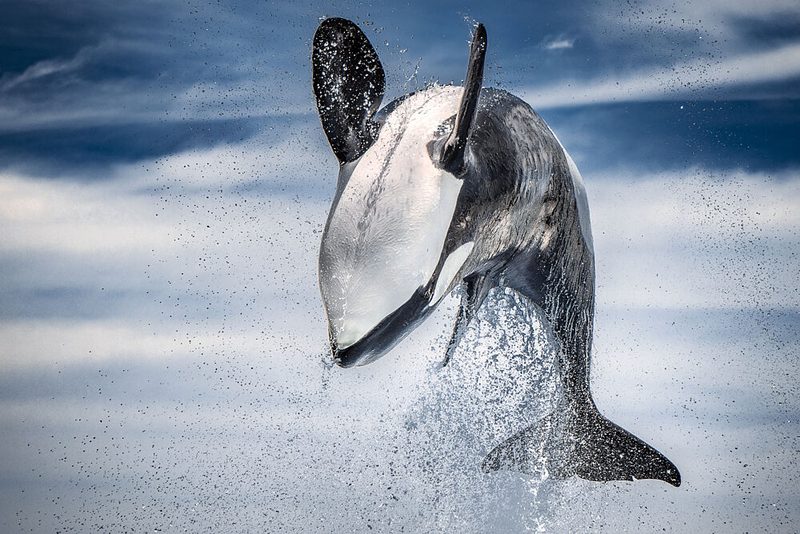 Breaching Orca Splash art print by Jo Gen for $57.95 CAD