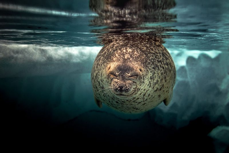 Sleepy Arctic Seal art print by Jo Gen for $57.95 CAD