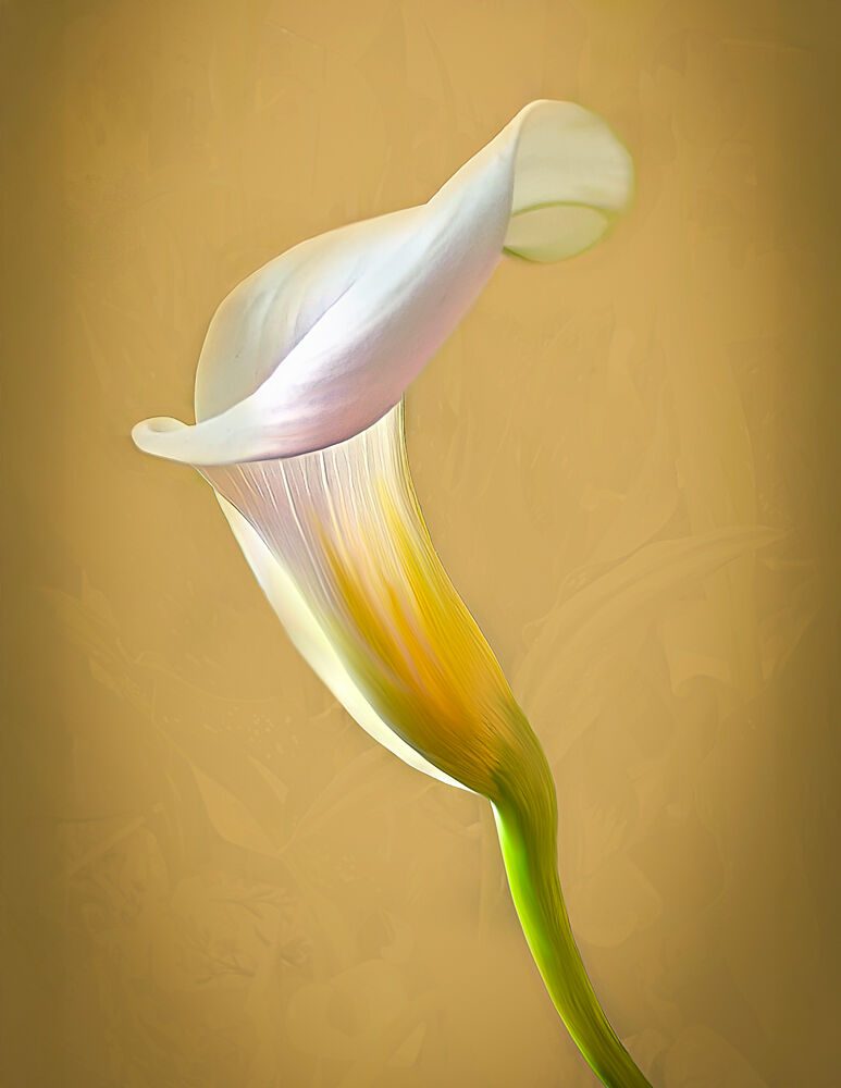 Elegant Calla Lily art print by Terry Pilitzer for $57.95 CAD