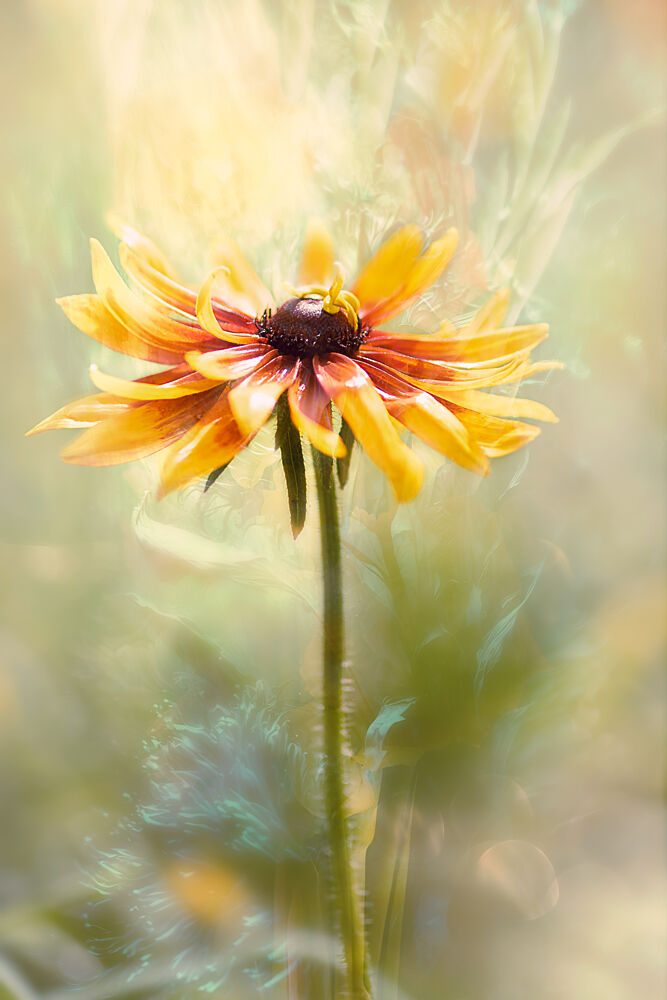 Golden Glow Flower art print by Michelle Newport for $57.95 CAD