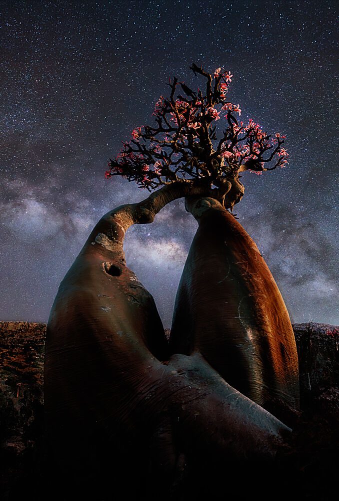Desert Rose under Stars art print by Anna An for $57.95 CAD