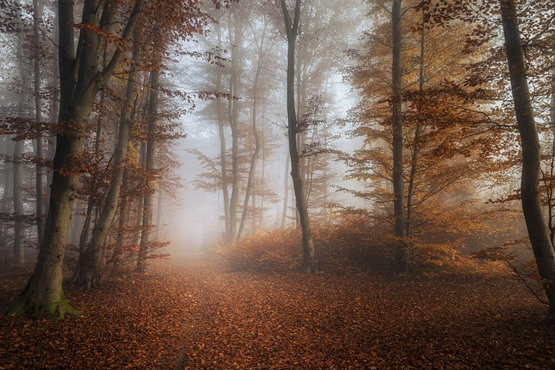Misty Forest Path art print by Norbert Maier for $57.95 CAD