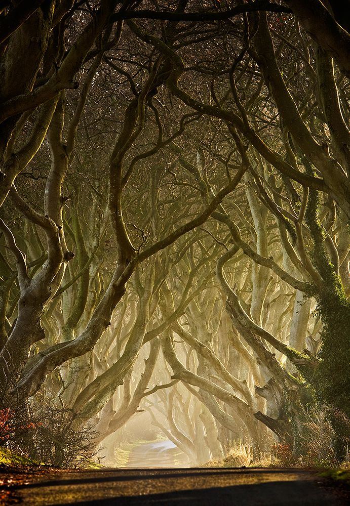 Entwined art print by Gary McParland for $57.95 CAD