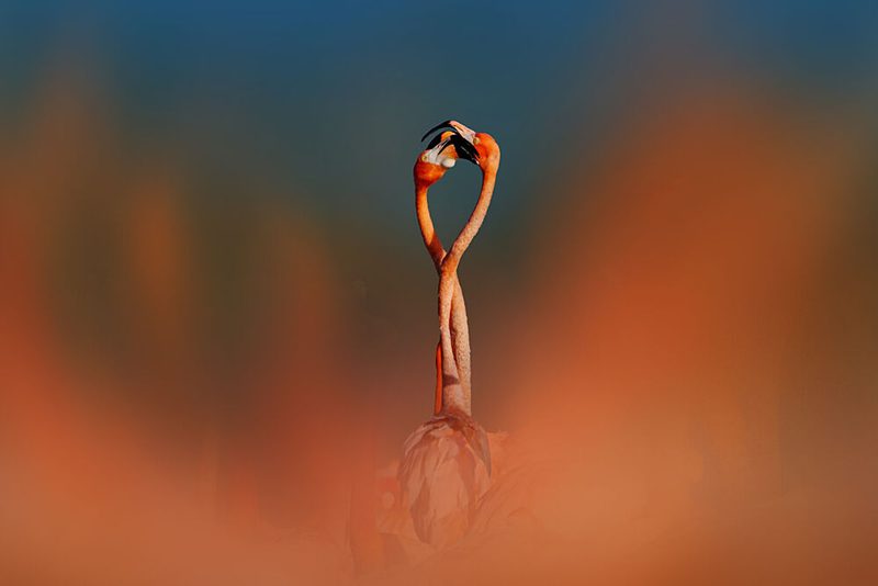 Flamingos in Love art print by Rob LI for $57.95 CAD