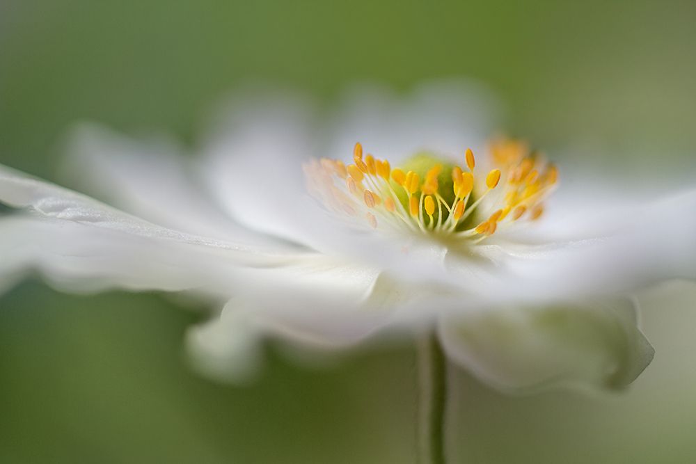 White Anemone art print by Mandy Disher for $57.95 CAD