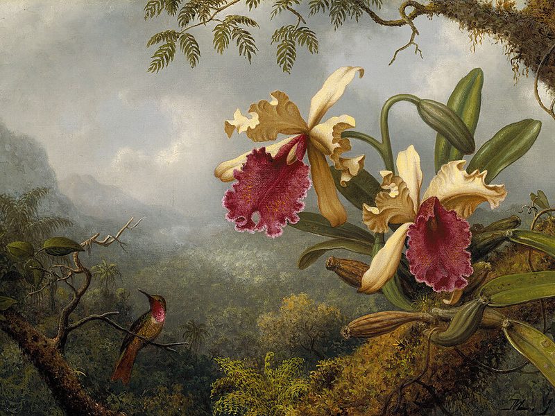 Orchids and Hummingbird - Martin Johnson Heade art print by Martin Johnson Heade for $57.95 CAD