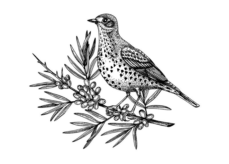 Spotted Bird on Berries art print by Yevheniia Lytvynovych for $57.95 CAD