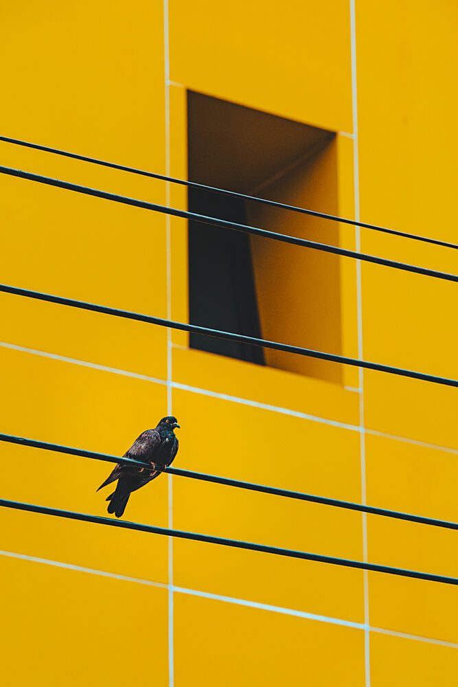 Pigeon on Yellow Wall art print by Soman for $57.95 CAD