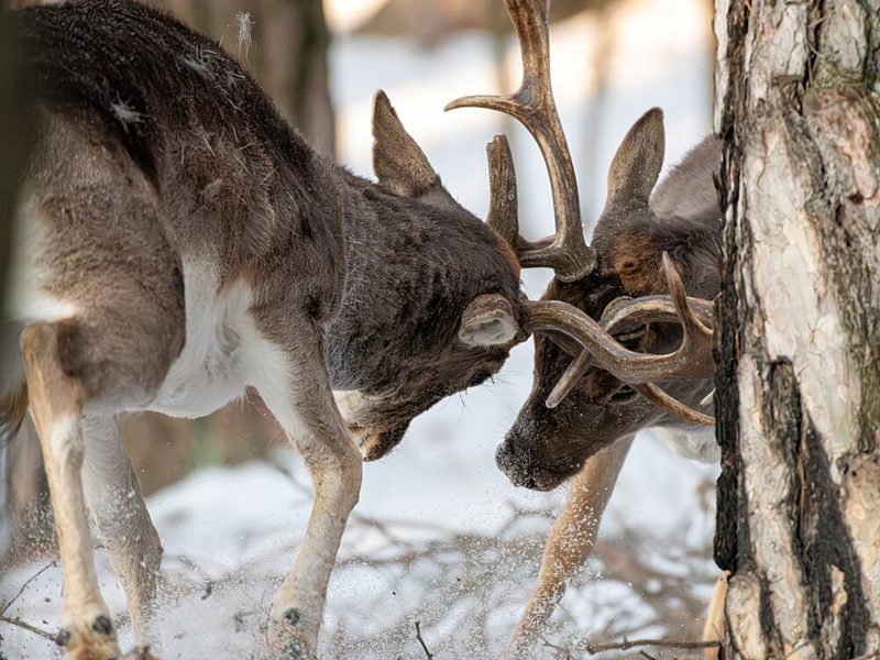 Deer Fighting in Winter art print by Timar Zoltan for $57.95 CAD
