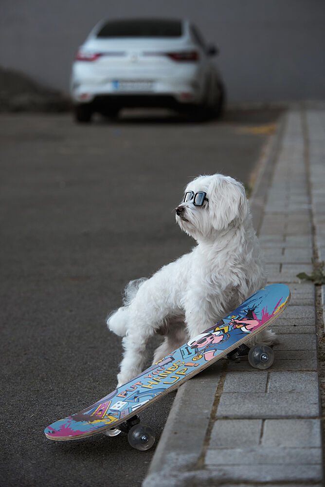 Skate Dog with Shades art print by Andrii Kazun for $57.95 CAD
