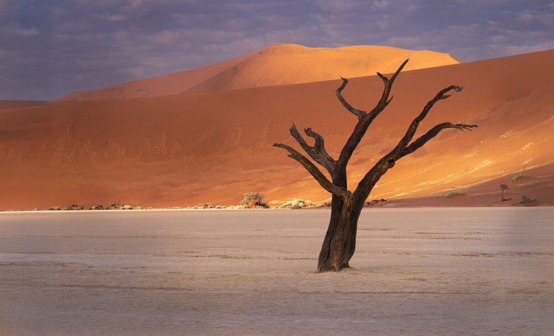 Desert Dunes Dead Tree art print by Helen Q Huang for $57.95 CAD