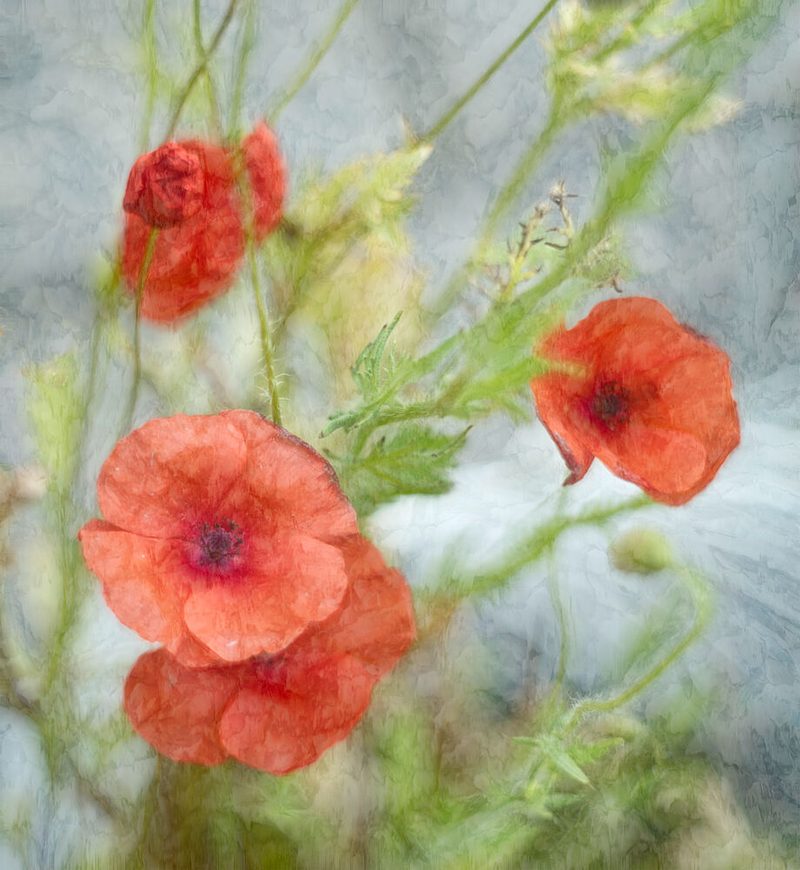Dreamy Red Poppies art print by Marie-anne Stas for $57.95 CAD