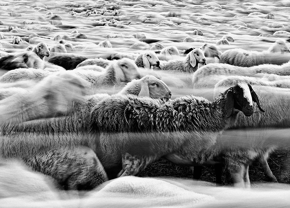 River Sheep || art print by Liloni Luca for $57.95 CAD