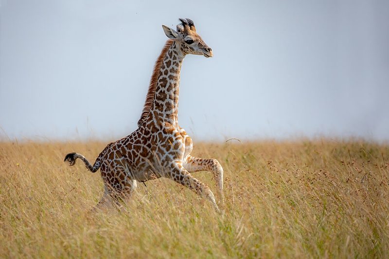 Playful Giraffe Calf art print by Alessandro Catta for $57.95 CAD