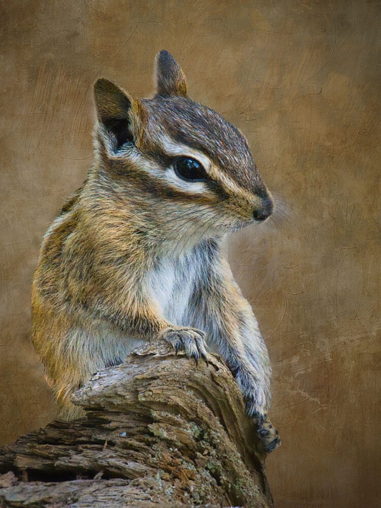 Alert Woodland Chipmunk art print by Robert O Endres for $57.95 CAD