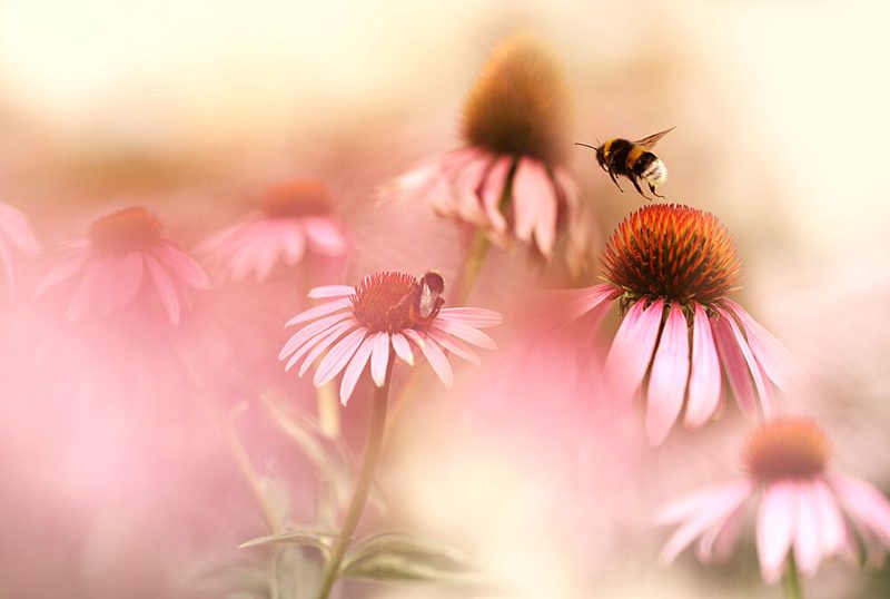 Bumblebees Pink Garden art print by Ellen van Deelen for $57.95 CAD